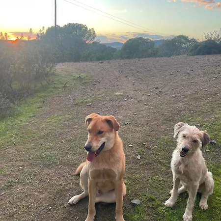 Daire Quinta Do Vale Sunrise Garden São Bartolomeu de Messines